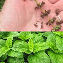 Load image into Gallery viewer, LEMON BALM SEEDS, Medicinal Herb
