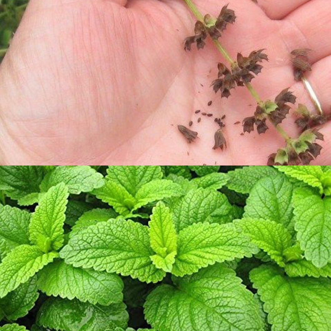 LEMON BALM SEEDS, Medicinal Herb