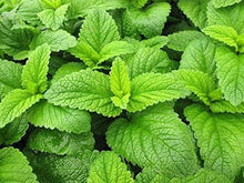 Load image into Gallery viewer, LEMON BALM SEEDS, Medicinal Herb
