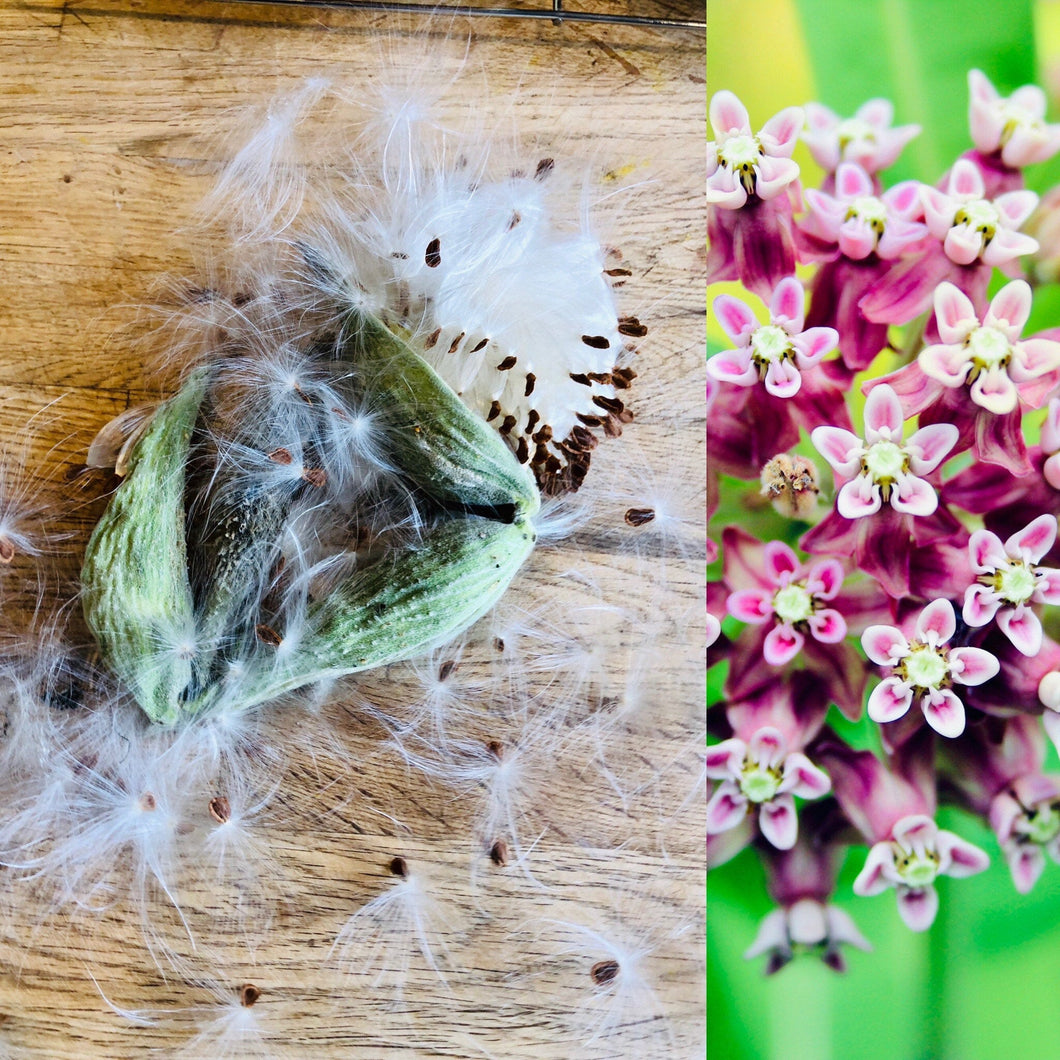 MILKWEED SEEDS, WILD Harvested