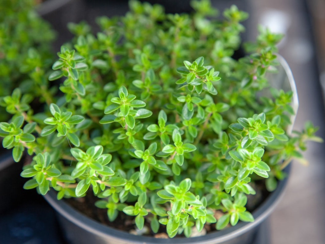 Thyme Seeds